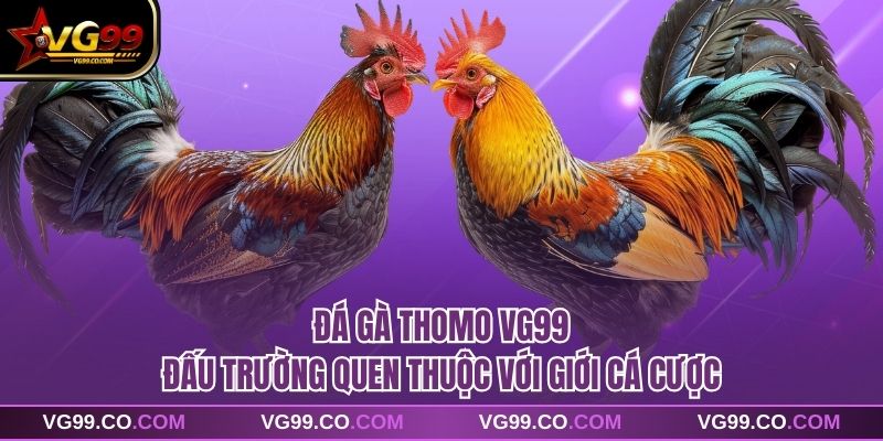 Đá Gà Thomo VG99 Đấu Trường Quen Thuộc Với Giới Cá Cược