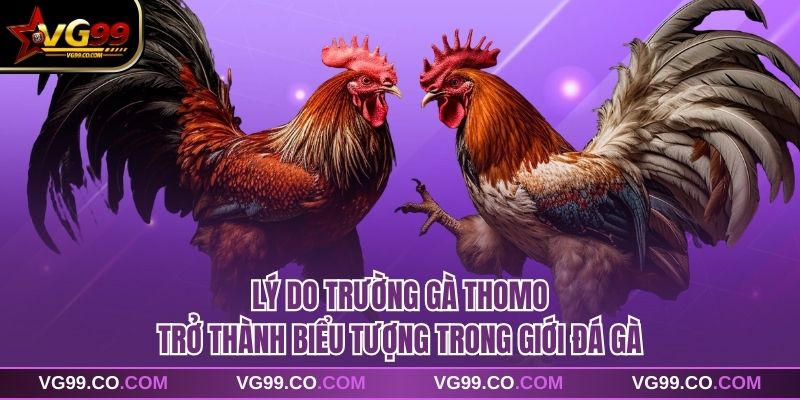 Lý do trường gà Thomo trở thành biểu tượng trong giới đá gà