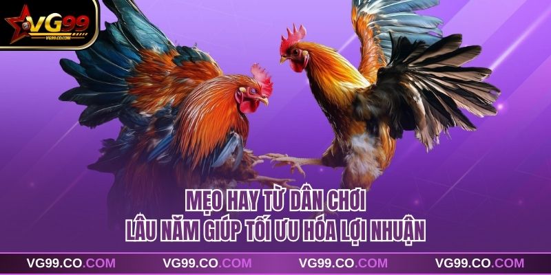 Mẹo hay từ dân chơi lâu năm giúp tối ưu hóa lợi nhuận